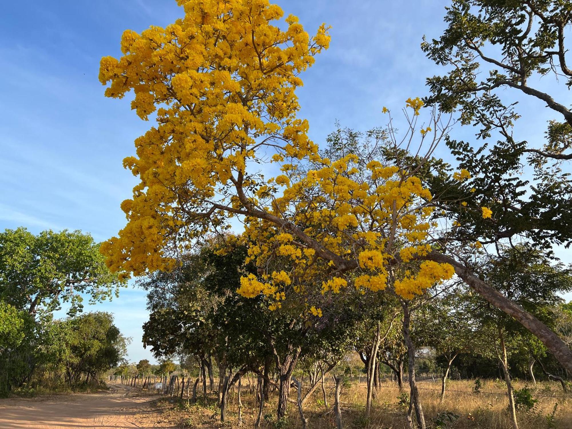 Fervedouro E Pousada Por Enquanto Sao Felix do Tocantins Extérieur photo